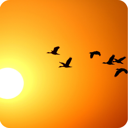 early bird early bird